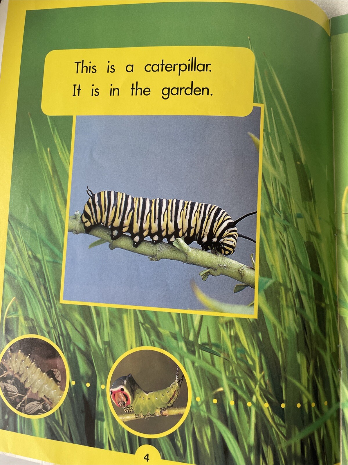 Reading Safari Magazine Bugs and Bettles