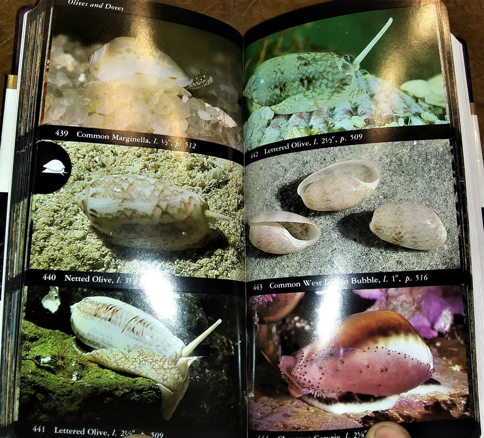 Audubon Society Marine Life Seashells Conchology Seashore Creatures 2 Volumes