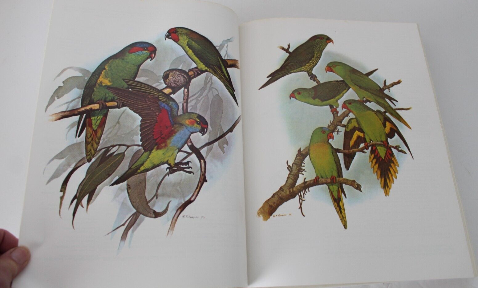 Parrots of the World by Joseph Michael Forshaw (1977, Hardcover, Reprint)