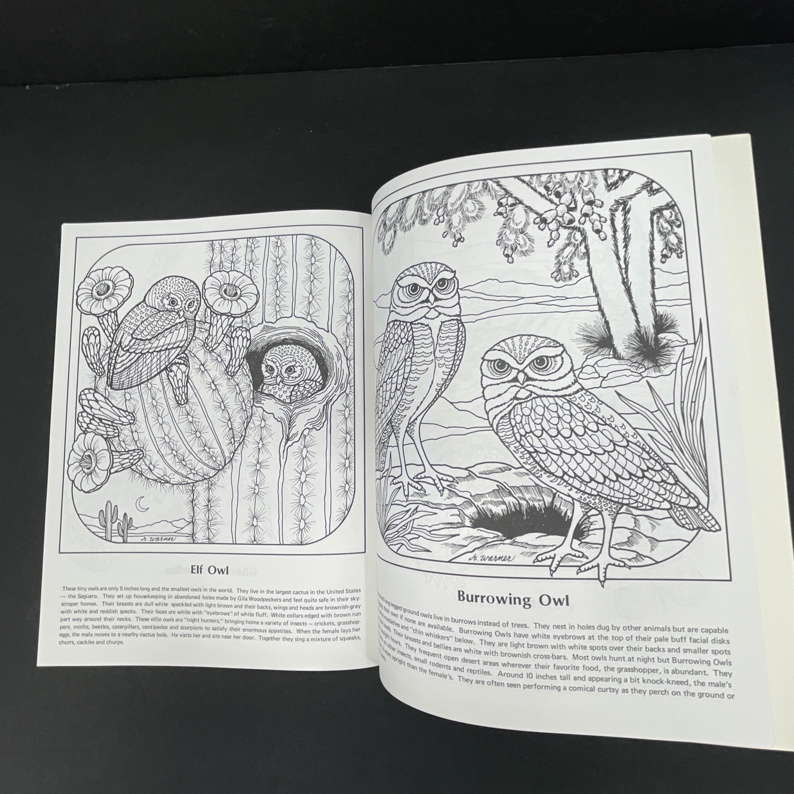 Desert Wildlife of the Southwest Coloring Album Book 1974 Rita Warner Deer Fox
