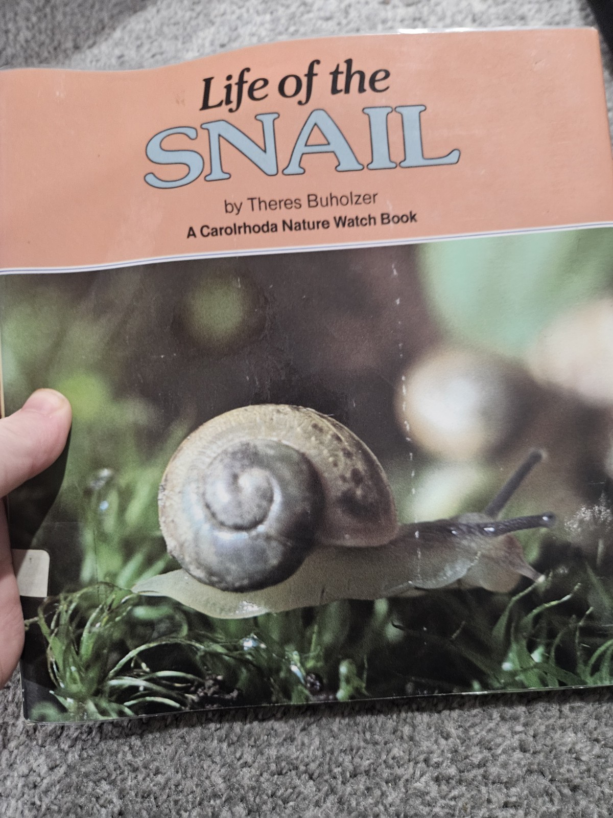 Snail By Theres Buholzer