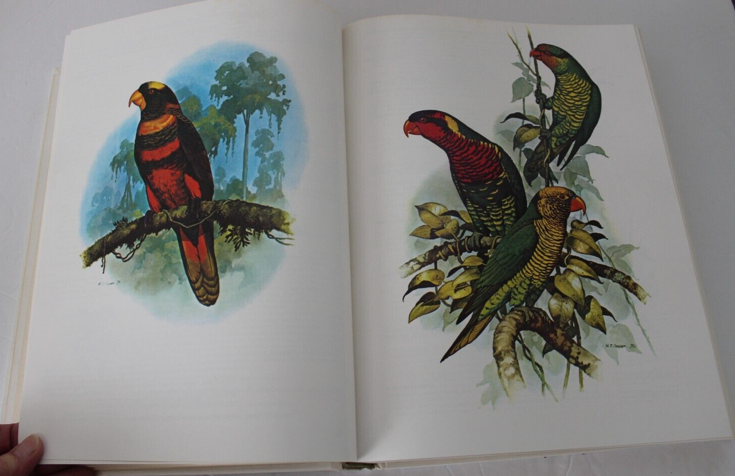 Parrots of the World by Joseph Michael Forshaw (1977, Hardcover, Reprint)