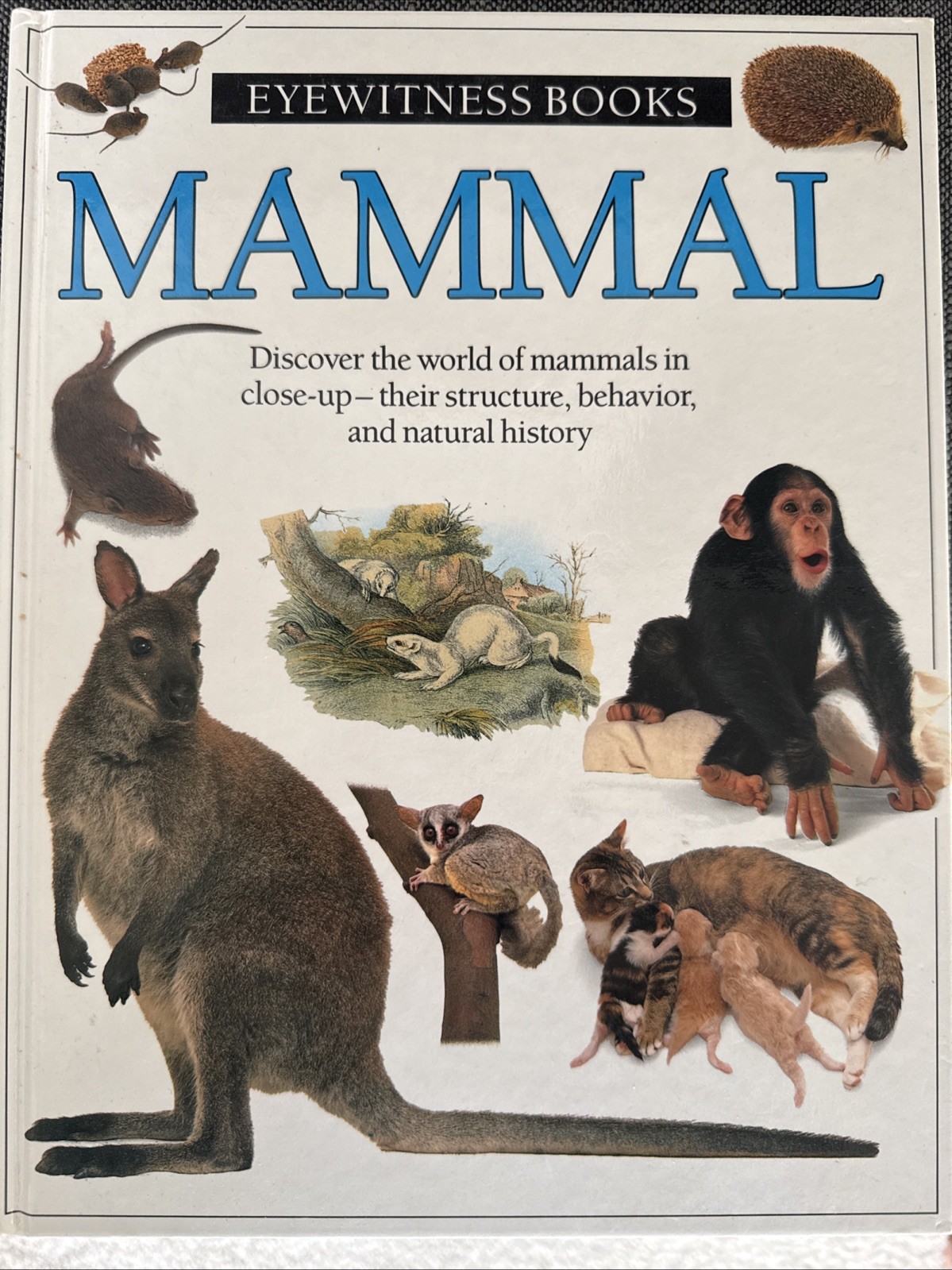 DK Eyewitness Mammal Hardcover homeschool book Animal Nature Science Kids Books