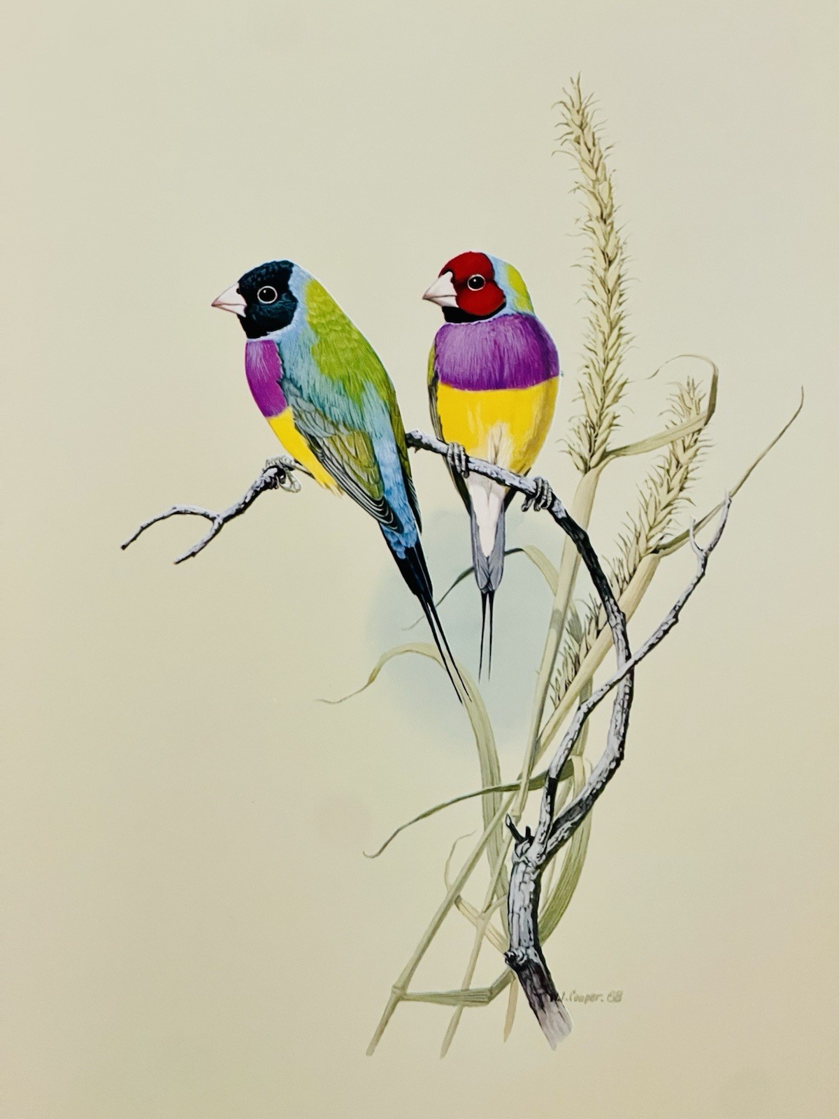 A Portfolio Of Australian Birds, Cooper & Hindwood-Folio