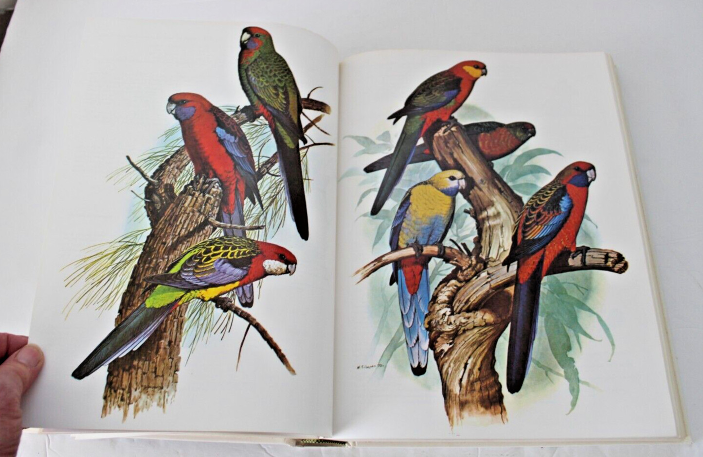Parrots of the World by Joseph Michael Forshaw (1977, Hardcover, Reprint)