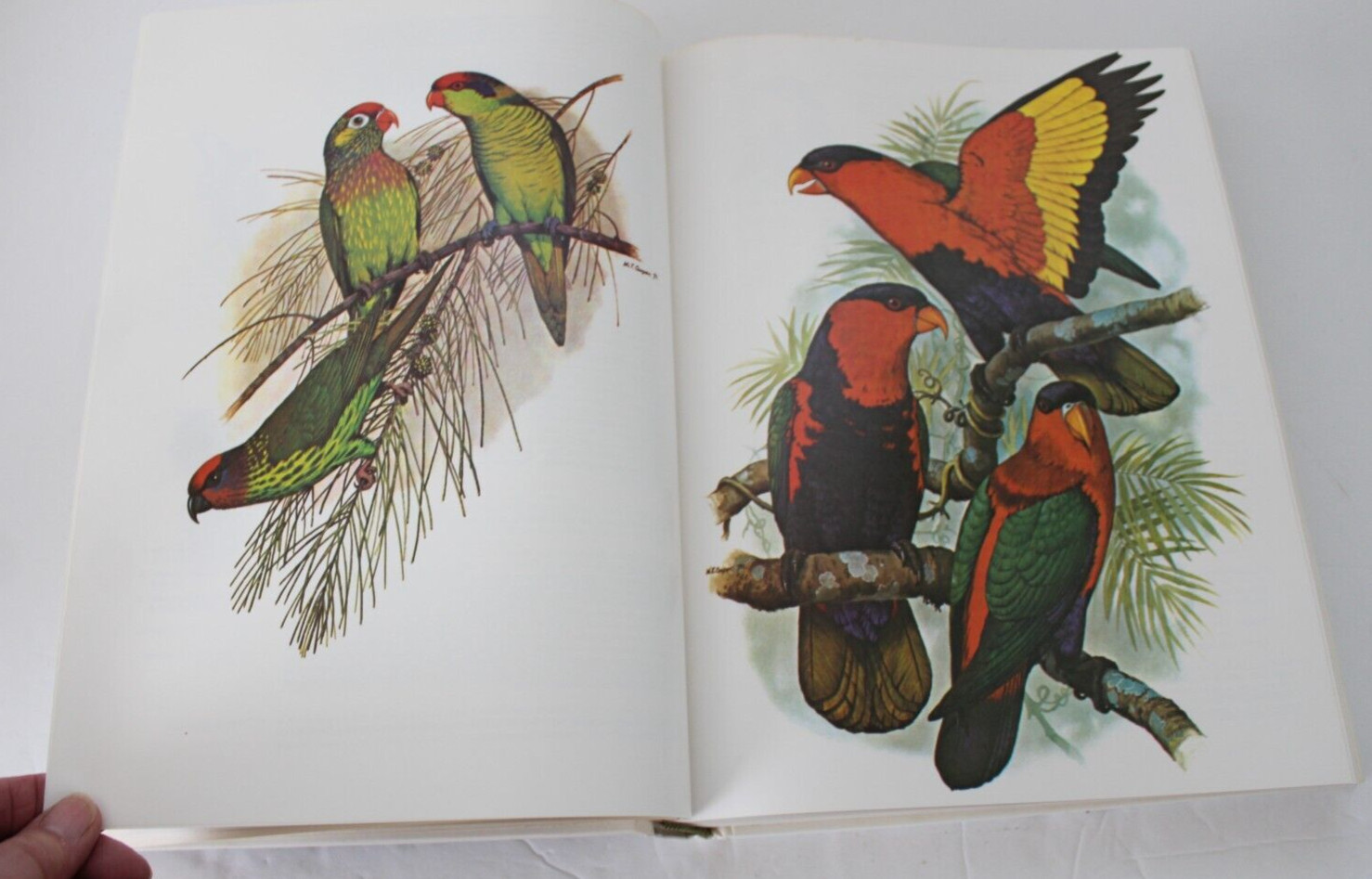 Parrots of the World by Joseph Michael Forshaw (1977, Hardcover, Reprint)