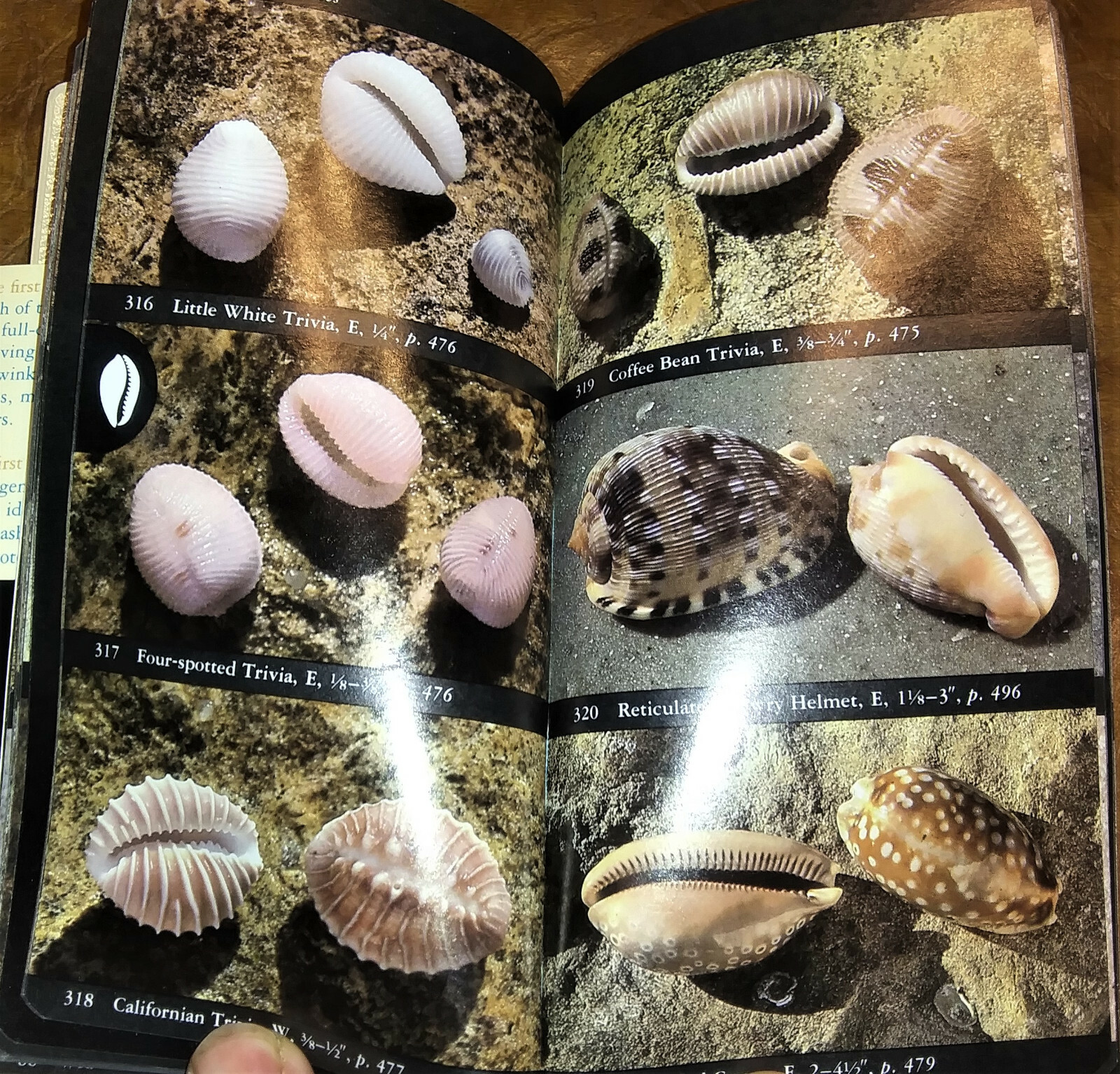Audubon Society Marine Life Seashells Conchology Seashore Creatures 2 Volumes