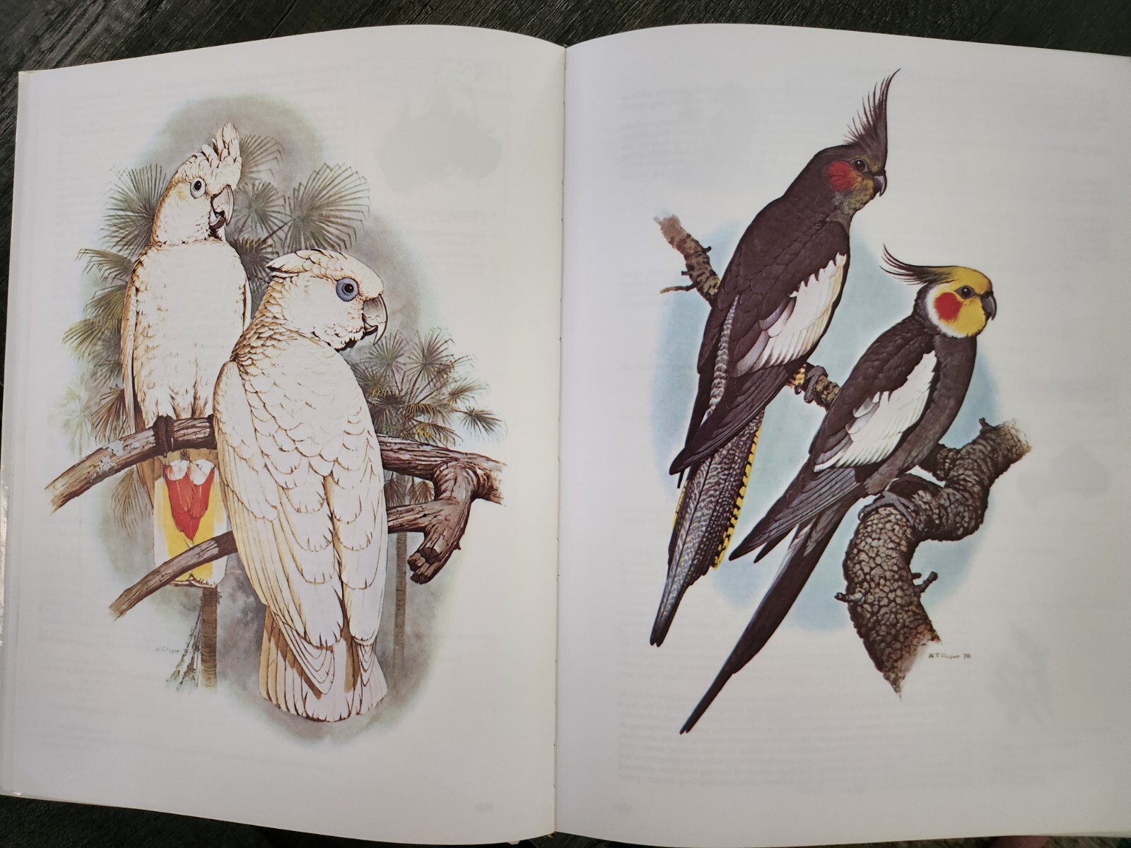 Parrots of the World by Joseph Michael Forshaw; Illus. by William T. Cooper