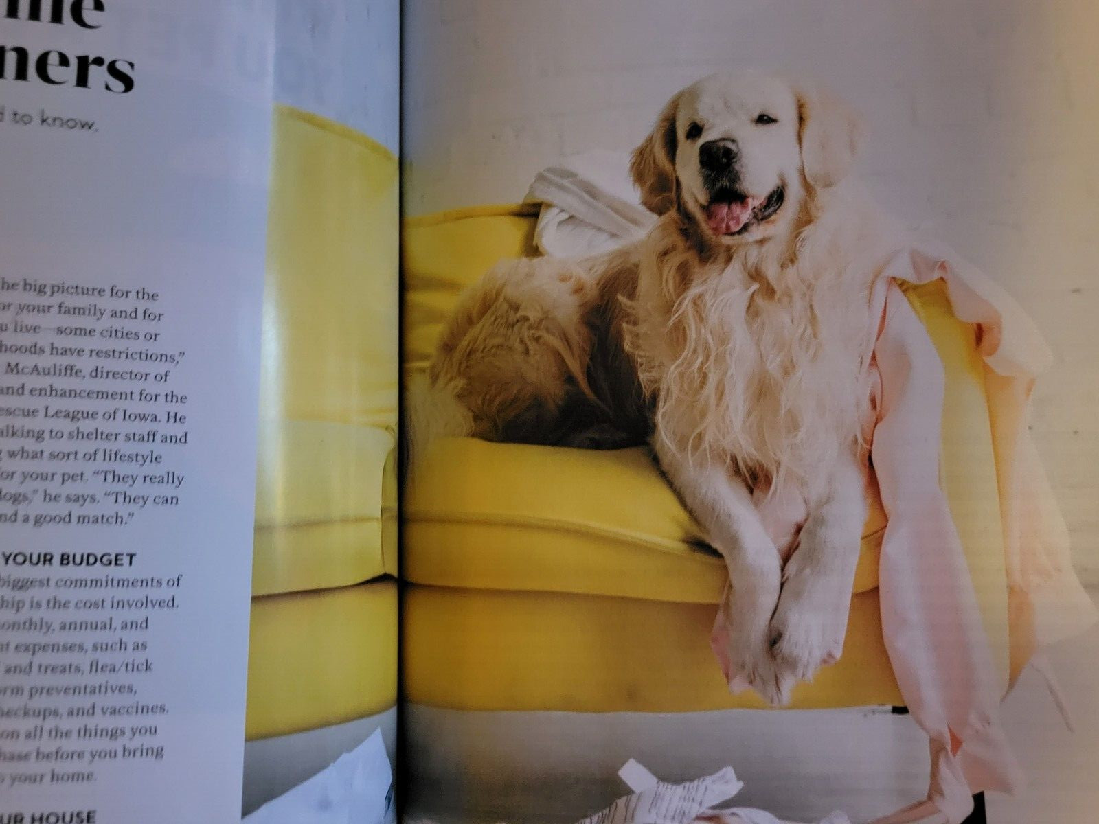 WHY WE LOVE DOGS – Paw Print Special Edition – Help Us Heal – Pet Like a Pro