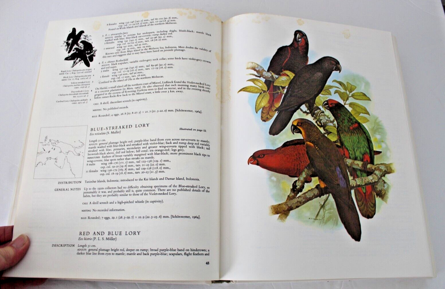 Parrots of the World by Joseph Michael Forshaw (1977, Hardcover, Reprint)