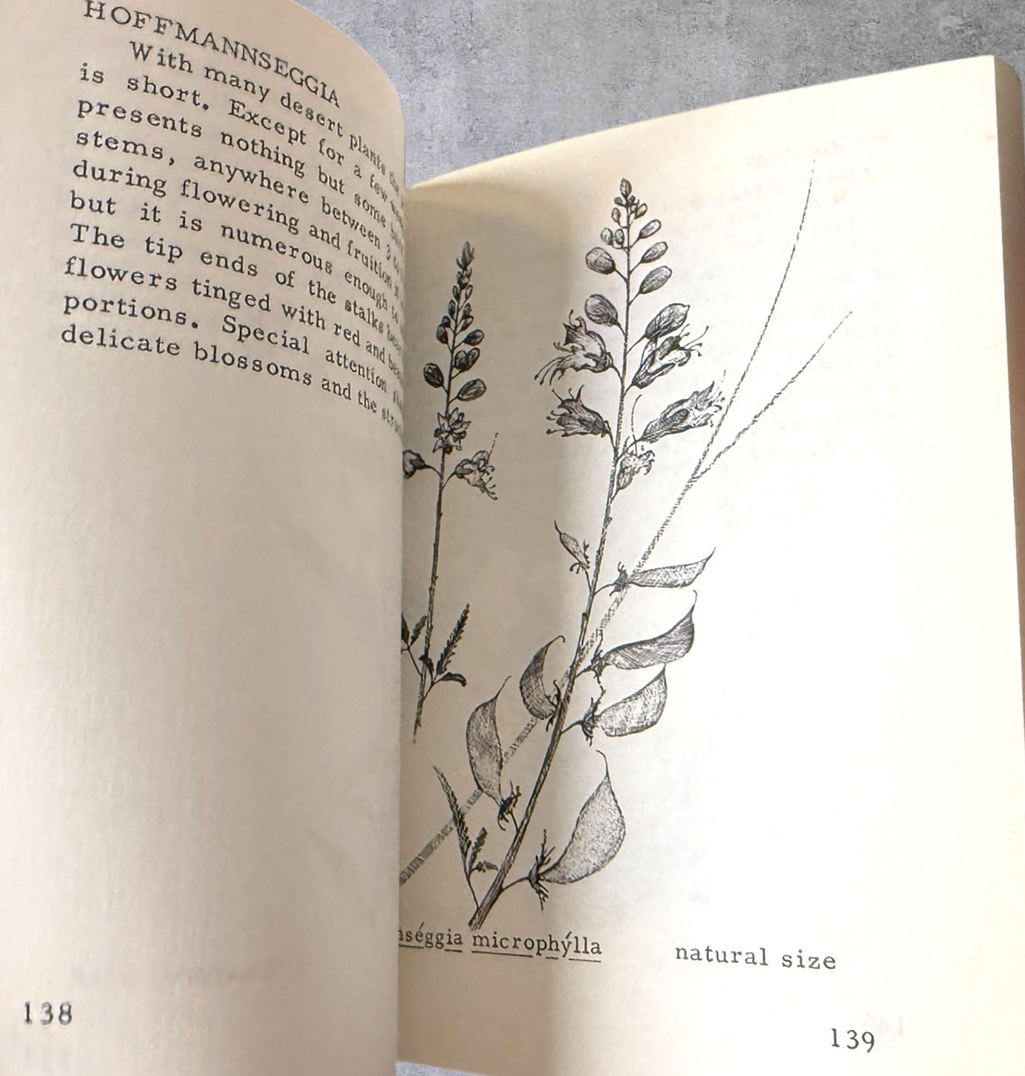 Mockels Desert Flower Notebook Henry Beverly Mockel Paperback 1971