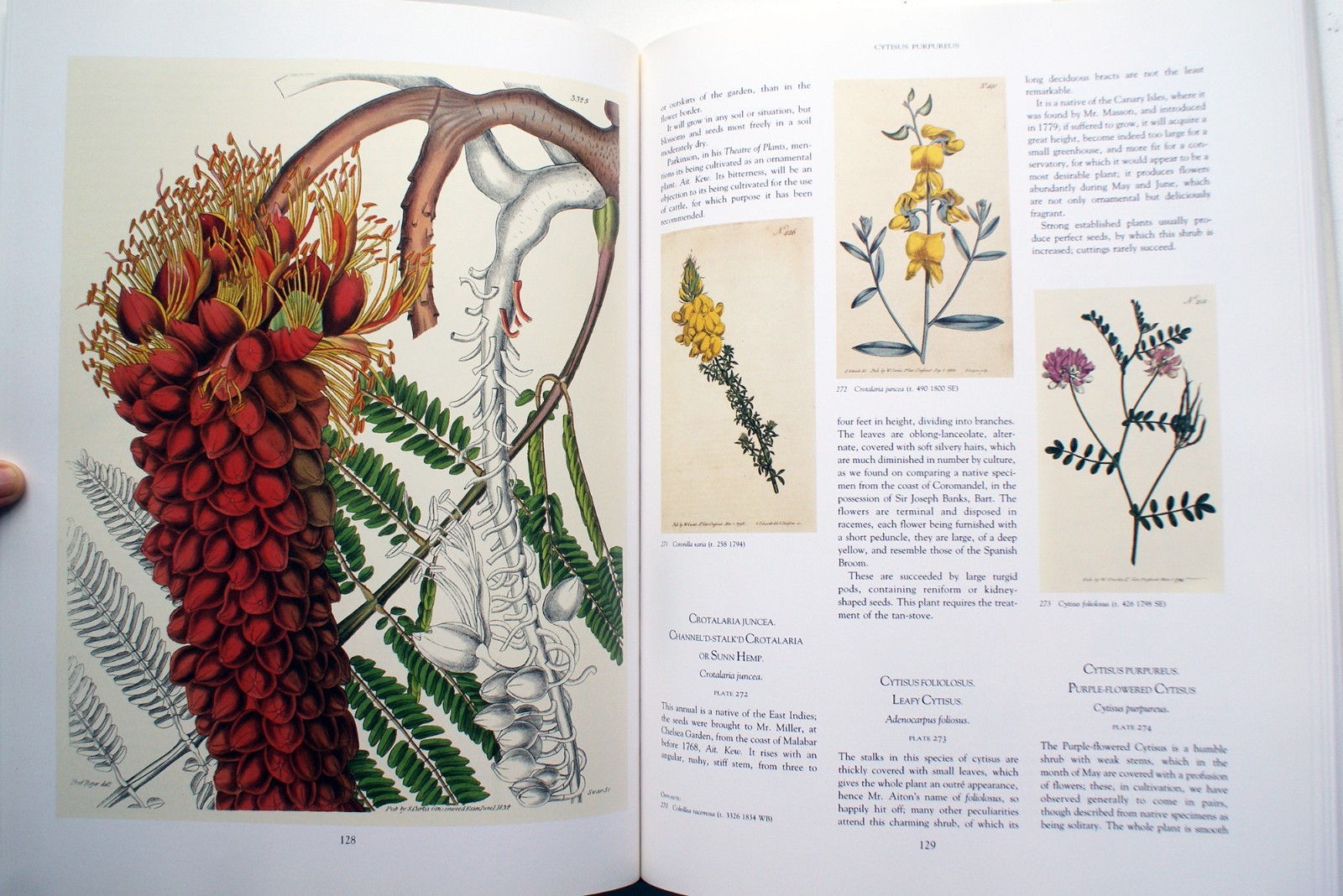 ART IN NATURE: Classical Botanical Prints from 18th to 20th Century HC DJ [285]