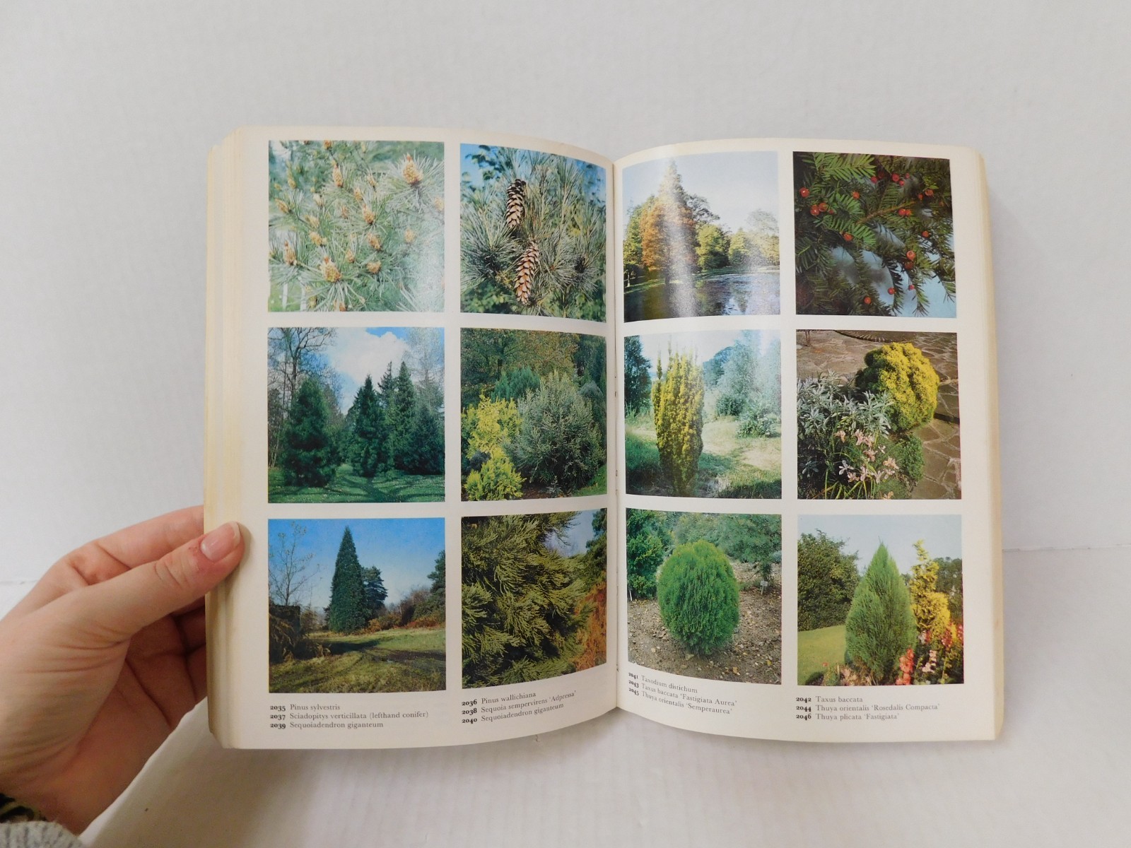 The Color Dictionary of Flowers & Plants by Roy Hay & P.Synge 1984 Paperback