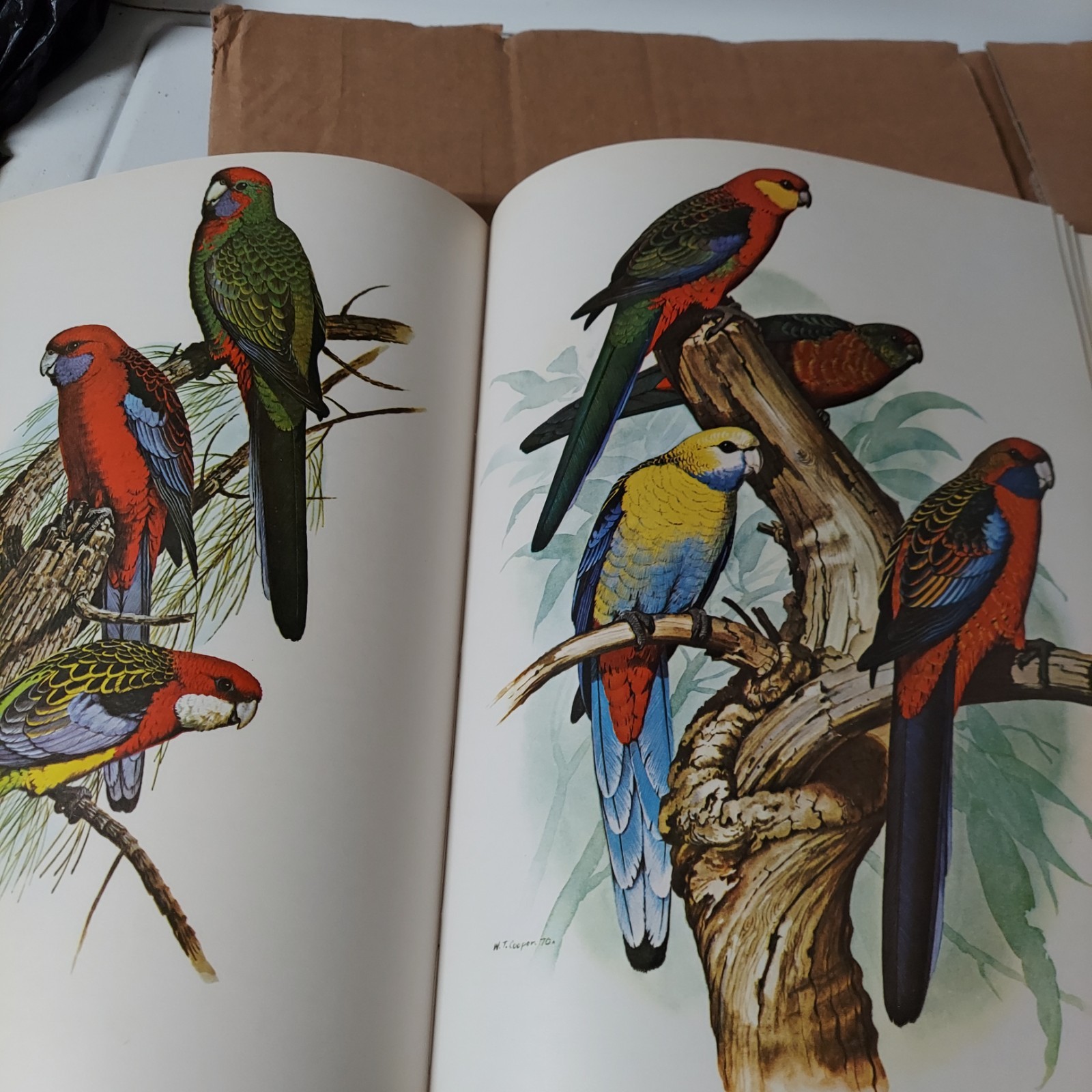 Parrots of the World – Hardcover By Forshaw, Joseph – VERY GOOD