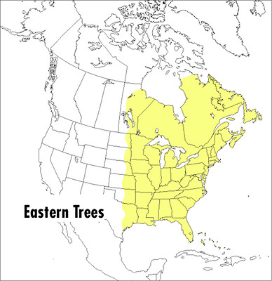 A Peterson Field Guide to Eastern Trees: Eastern United States and Canada,…
