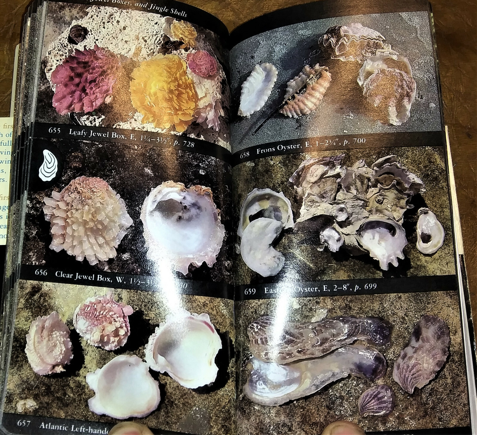 Audubon Society Marine Life Seashells Conchology Seashore Creatures 2 Volumes