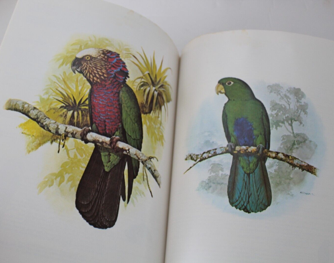 Parrots of the World by Joseph Michael Forshaw (1977, Hardcover, Reprint)