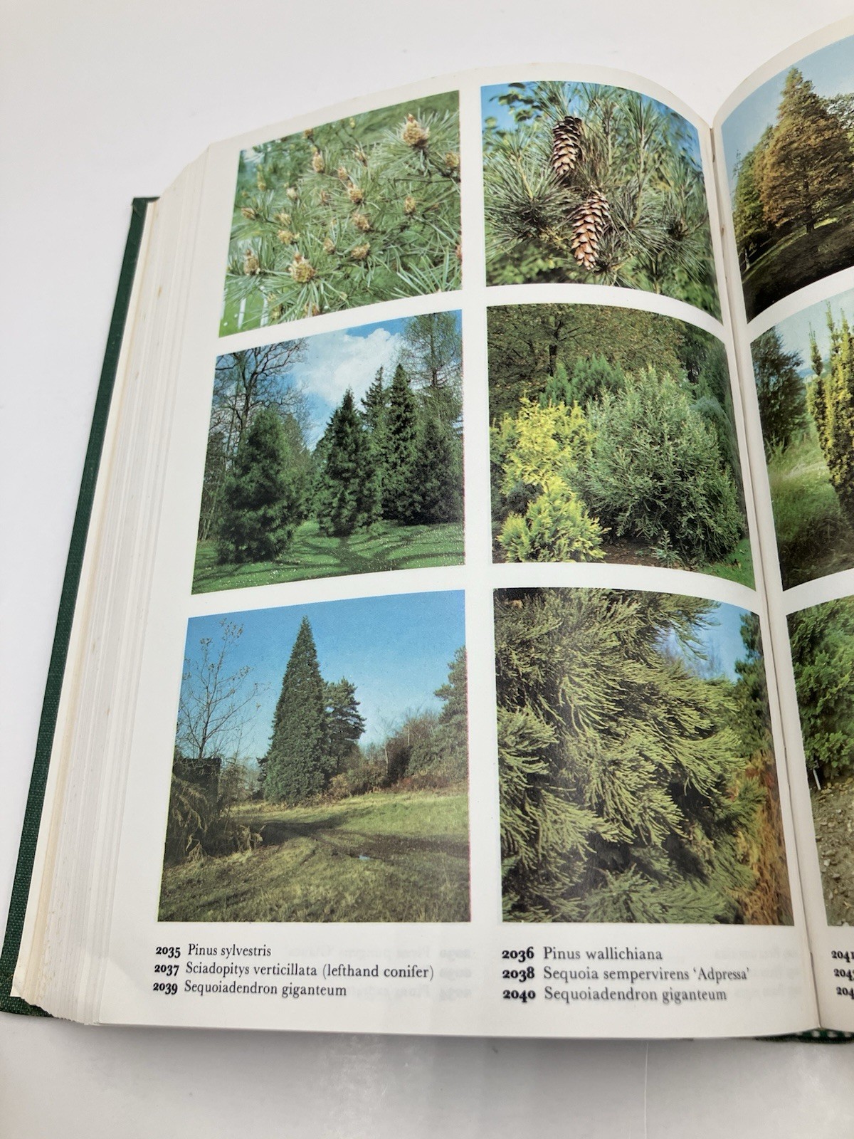 The Color Dictionary of Flowers and Plants for Home and Garden Vintage Gardening