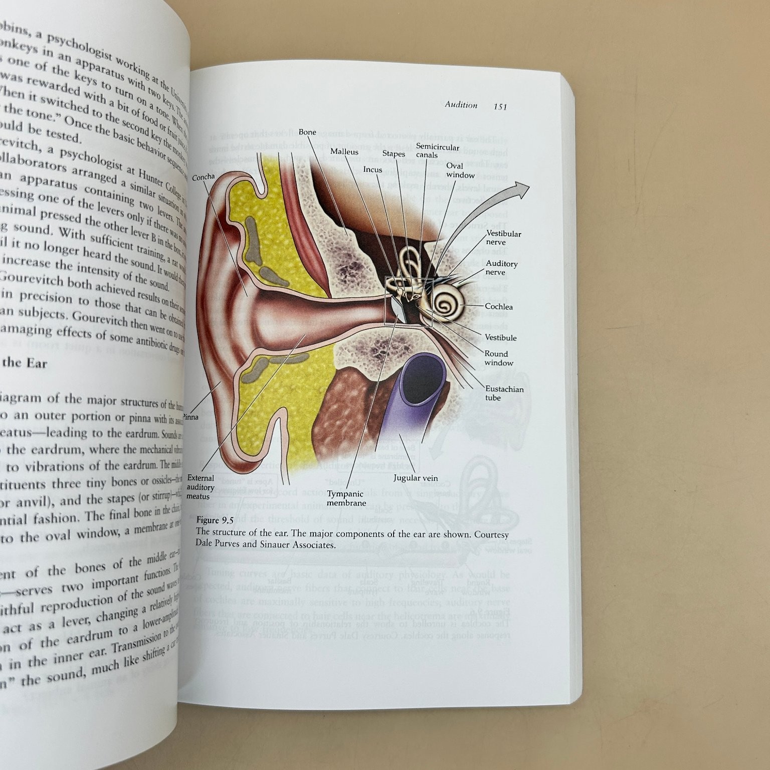 Neuroscience Historical Introduction Glickstein 2017 MIT Press Paperback