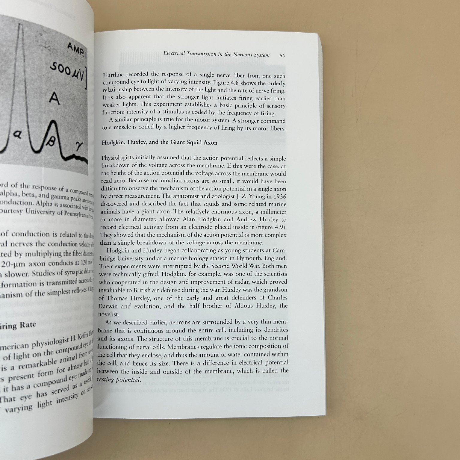 Neuroscience Historical Introduction Glickstein 2017 MIT Press Paperback